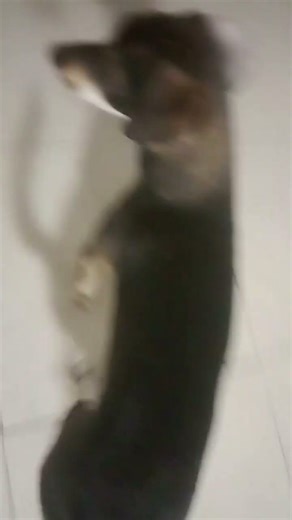 11 de febrero de 2026