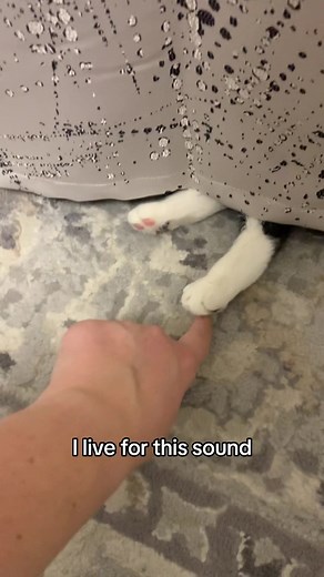 Cat Trilling Sound Explained: What is the Meaning of Cat Trill? | Toe Beans