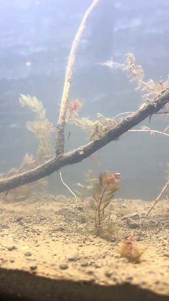 Italy native fish tank: Lago di Bracciano fish setup