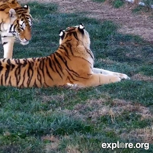 88K views · 3.3K reactions | After being rescued from the Tiger King park, DOJ and Jinx are now safe and cozy at Turpentine Creek Wildlife Refuge  | explore.org | Facebook