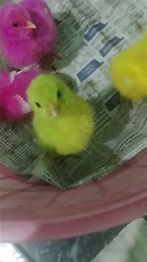 colour chicks♥️♥️♥️♥️// beautiful chicks trending