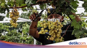 Yuk Kenali Bagian-bagian Tumbuhan Beserta Fungsinya