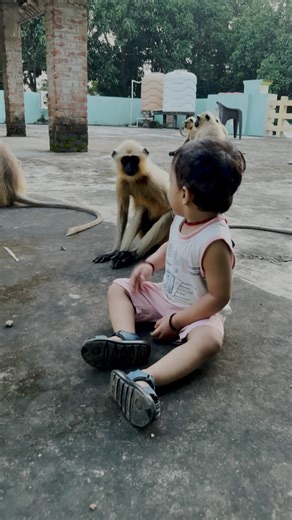 Thumba Thumba – Part 141 🎊😜🔥 #funny #monkey #langurmonkey