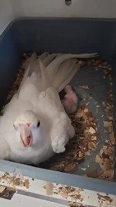 5.1K views · 73 reactions | Bird mother #Bird #village #baby #everyone | Unity Farm | Facebook