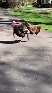 To license this content please click here: https://www.jukinmedia.com/licensing/view/1193654?utm_source=RMsocialpost&utm_medium=RMsocialpost | Jukin Copyright Management