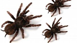 Annual Tarantula Migration begins in southern Colorado; where you can see it