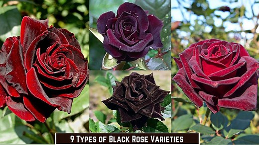 The ultimate guide to rare and beautiful black roses