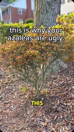 Michelle 🌱 GardensandChickens🐓 Gardener | plant nerd | Azaleas are a southern landscape classic, but they can become leggy and ugly if you’re pruning them wrong. Want more information? I’ve put... | Instagram