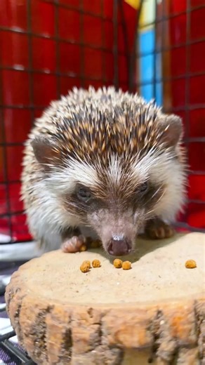 We see your Punxsutawney Phil and raise you one Dean the Hedgehog 🦔 Before Groundhog Day became a tradition in the U.S., European folklore used hedgehogs to predict the weather in the same manner. Unlike Phil, Dean’s predicting an early spring! 🌷 | Philadelphia Zoo