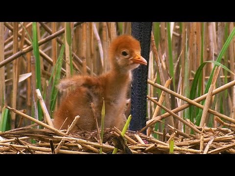 Kranich mit Küken / Grus grus / [DOKU-GERMAN, DEUTSCH]