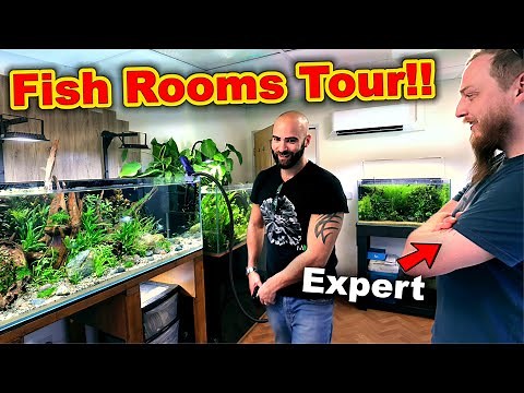 HUGE Fish Rooms TOUR with Fish EXPERT REVIEW!! (30+ AQUARIUMS)