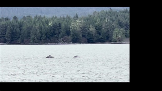 Today we enjoyed Sitka Whalefest's wildlife cruise with Allen Marine Tours. For a while were running alongside a pod of humpback whales until they each took a virtuoso dive. | Rich McClear