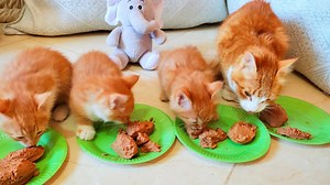 33K views · 419 reactions | Happy mother cat teach her kittens to eat. | Cute Kittens | Facebook