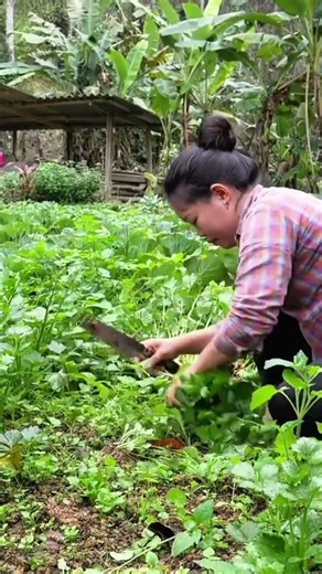 cutting fresh green celery stalks using metal knife in middle of lush vegetable garden plot