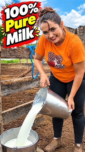 100% Pure Milk 🥛🐄 | Fresh Cow Milk, Dairy Farm & Real Farm Life | Maria Vlogs #cowfarm #animals