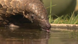 68K views · 594 reactions | Pangolins are at risk of extinction in Africa as hunting trade shifts from Asia | BBC News Africa | Facebook
