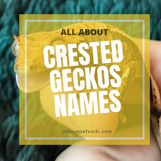 300  Crested Gecko Names