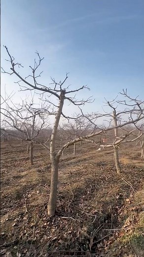 How to prune old fruit trees #satisfying #pruning #shorts