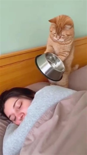 Funny Cat Moments That Will Make You Laugh