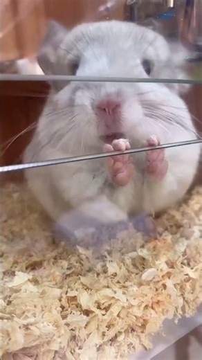 You See Its Cute Little Teeth? Hahaha #Cute Pets #Dwarf Hamster #Tiktok Animal Atlas