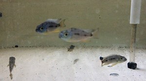 Spilonotus Tanzania Cichlids #spilonotustanzaniacichlids #spilonotus #tanzania #cichlid #cichlids #fish #petfish #aquarium #aquariums #freshwater #freshwaterfish #fishofinstagram #featureditem #aquariumfishnet | AquariumFish.net