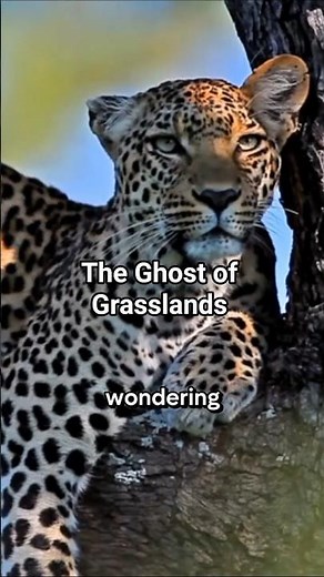 Leopard: Nature’s Stealth Master