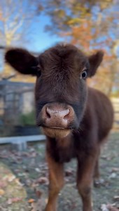 271K views · 50K reactions | Could Annie’s face be anymore adorable? Those wide eyes and the giant tongue… and that fluffy fur! Could resist hugging her? | Life With Pigs | Facebook