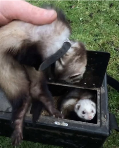 Exploring the Ferret Team: Fun with These Unique Pets