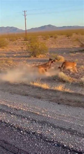 🦁 COUGAR vs KANGAL! Giant Dog Crushes Wild Rivalry Unleashed #dogbattle #wildlife #giantdogs