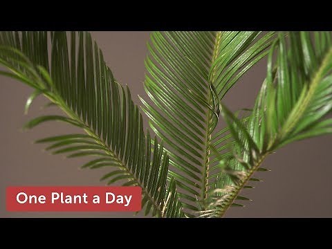 Cycas revoluta (Sago Palm) Houseplant Care — 325 of 365