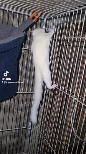 10K views · 50 reactions | 2 months old leucistic SG look at that snow white coat懶 #sugargliders #sugargliderjoey #sugargliderlover #supremeexoticsph #sugarglider | Supreme Exotics PH | Facebook