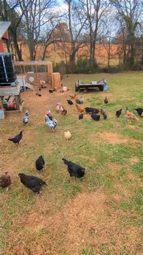 Was There A Hawk At The Chicken Coop? #chickencoop