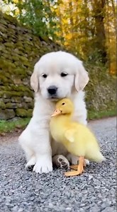 The day a cute pet was cuddled by a puppy dog