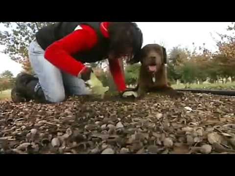 Truffle farmers begin harvest