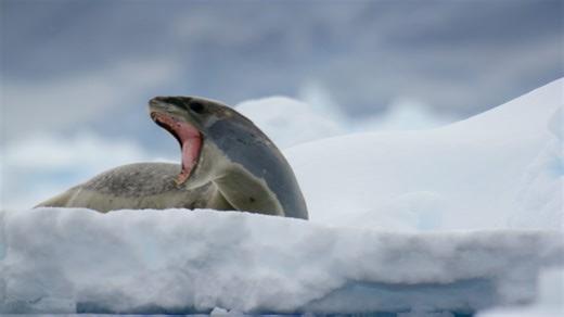 Leopard seal vs. killer whales