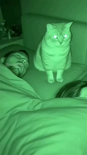 A man's loud snoring interrupts his cat's peaceful perch. The annoyed feline slaps his face awake, then hilariously silences him with a paw over the mouth, all while his partner sleeps soundly. This was made with AI And For Entertainment. | Paul Vu