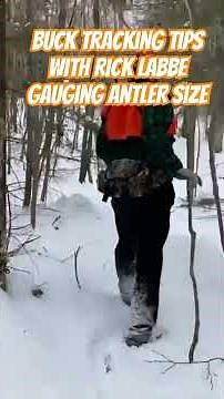 Buck Tracking Tips with Rick Labbe: Gauging Antler Size. #bucks #tracking #hunting