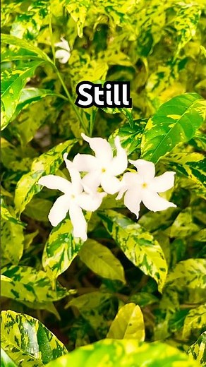 Still by Hillsong Worship (2003) #gospelsongs