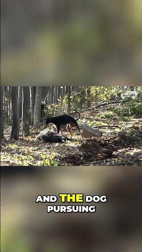 🐶 The Mind-Blowing Story of Beagle Hunters - Unleashing the Wild! 🌳