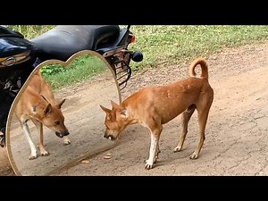 Hilarious Mirror Prank For Dog | Try To Not Laugh | Mirror Prank Part 1