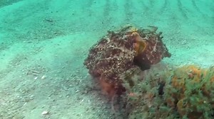 Predator Lures Unsuspecting Octopus into a Trap