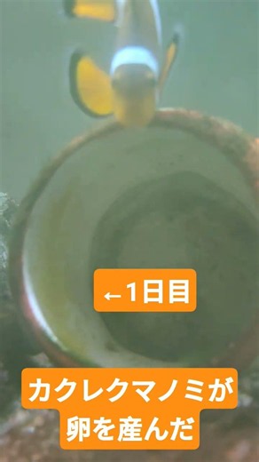 カクレクマノミが卵を産んだ1日目 #海水魚 #カクレクマノミ #かわいい