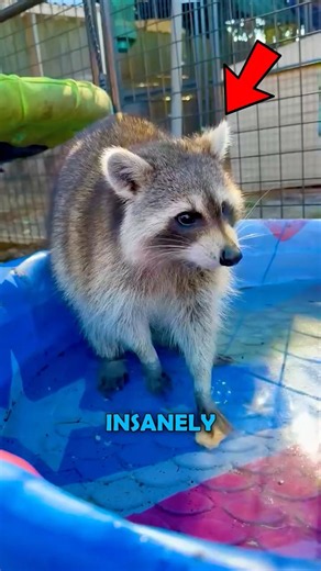 Why Racoons ALWAYS wash their Food 🦝💧