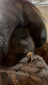 30K views · 520 reactions | Benji’s going nutty for walnuts! Our...