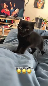 Funny Pet Voiceover: Hilarious Cat and Dog Conversations