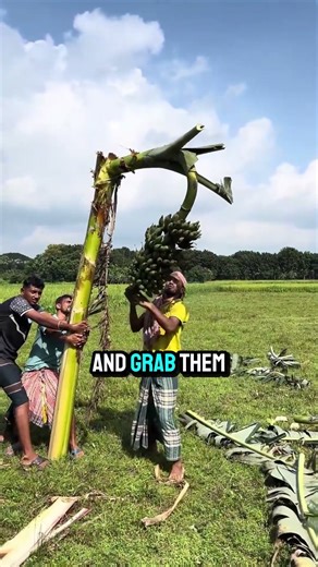 Banana Farmers Cut Down Tree #shorts #farming