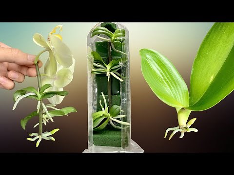 Great! Easy and 100% successful orchid propagation method