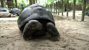4.4K views · 252 reactions | Giant tortoises aren’t just huge in stature – they also have big personalities! Get to know a few of our gentle giants with reptile keeper Michael in this mini talk show. Have a burning question for Michael? Drop us a comment below! | Mandai Wildlife Reserve | Facebook