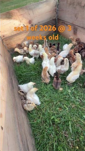 our first set of chicks first time out in the real world this
