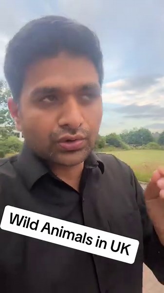 Wild Animal Encounters in the UK: Exploring Local Wildlife#UKWildlife #WildAnimals